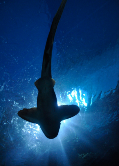 Shark Swimming